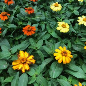 ZINNIA K:12CM x10