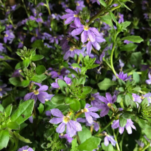 SCAEVOLA FEMTUNGA BLÅ x10