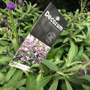 ERYSIMUM GYLLENLACK LILA x8