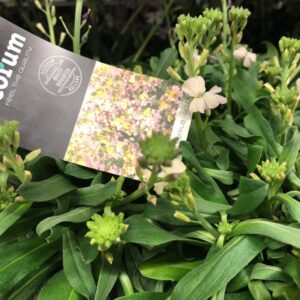 ERYSIMUM GYLLENLACK GUL x8