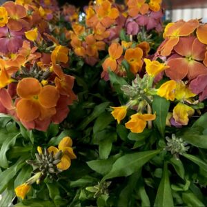 ERYSIMUM GYLLENLACK FRILLE x8