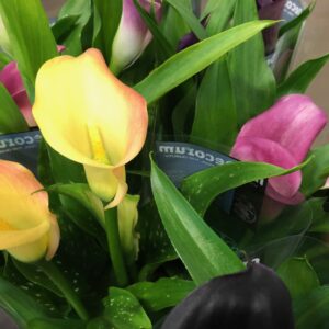 ZANTEDESCHIA CALLA K:12CM x6