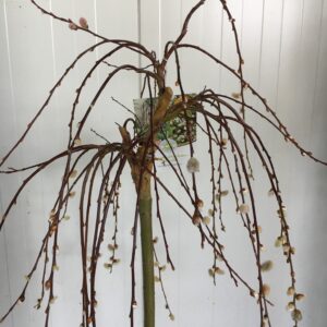 SALIX KILMARNOCK K:19CM H.90-100CM