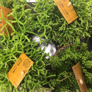 RHIPSALIS MIX K:12CM x6