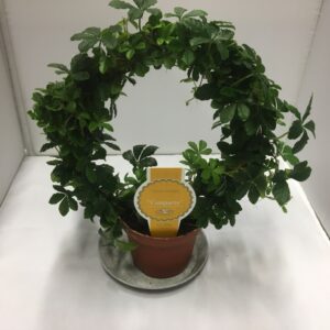 CISSUS STRIATA K:9CM x18