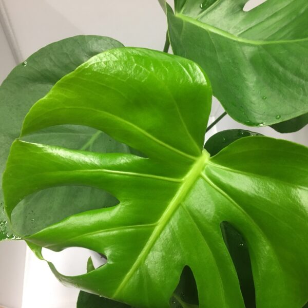 MONSTERA K:13CM x8