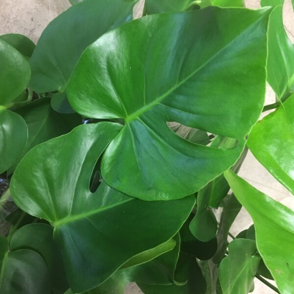 MONSTERA K:19CM H:70-80CM