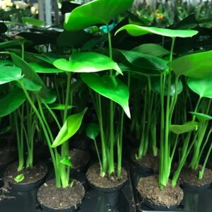 MONSTERA MINI x12