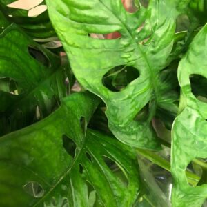 MONSTERA MONKEY MASK K:12CM x8