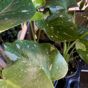 MONSTERA THAI BROKIG K:12CM