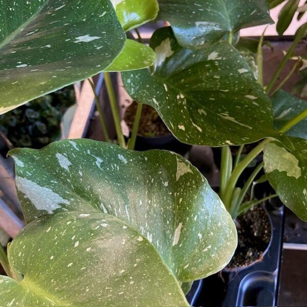 MONSTERA THAI BROKIG K:12CM