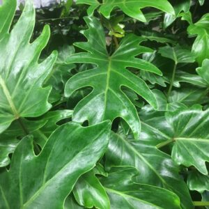 PHILODENDRON XANADU K:19CM x3