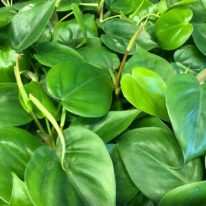 PHILODENDRON SCANDENS K:12CM x10