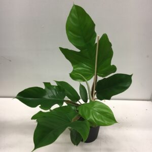 PHILODENDRON SQUAMIFERUM K:12CM x8