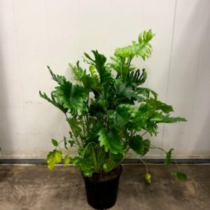 PHILODENDRON XANADU K:21CM