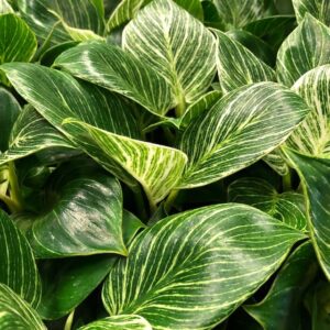 PHILODENDRON WHITE MEASURE/WAVE K:12CM x6