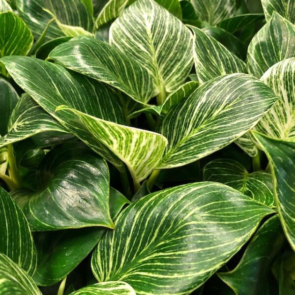 PHILODENDRON WHITE MEASURE/WAVE K:12CM x6