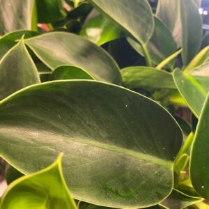PHILODENDRON GREEN PRINCESS K:12CM x8