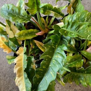 PHILODENDRON RING OF FIRE K:12CM x8