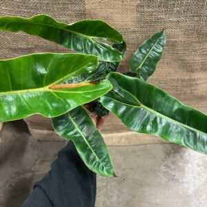 PHILODENDRON BILLIATIAE K:12CM x6
