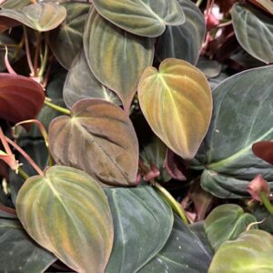 PHILODENDRON SCAND MICANS MÖRKBLADIG K:12CM x6