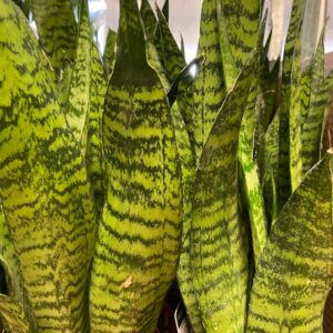 SANSEVERIA ZEYLANICA K:14CM x7