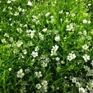 GYPSOPHILA I KRUKA VIT x7