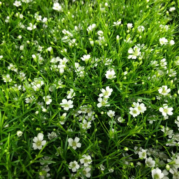 GYPSOPHILA I KRUKA VIT x7