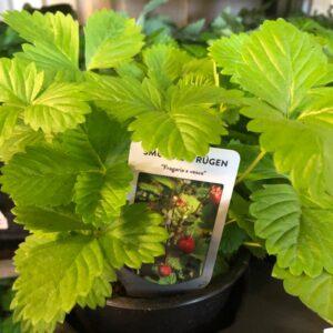 FRAGARIA VESCA SMULTRON DK x15