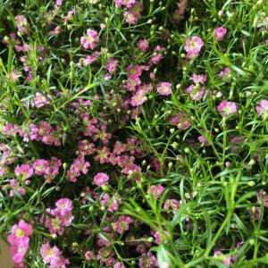 GYPSOPHILA I KRUKA ROSA x12
