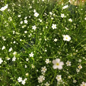 ANDROSACE GRUSVIVA K:10CM x12