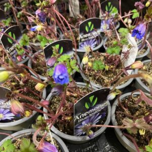 ANEMON BLANDA BALKANSIPPA BLÅ K:9CM x24