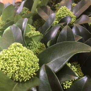 SKIMMIA KRUKA GRÖN K:9/10CM x18