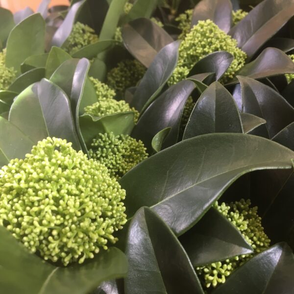 SKIMMIA KRUKA GRÖN K:9/10CM x18