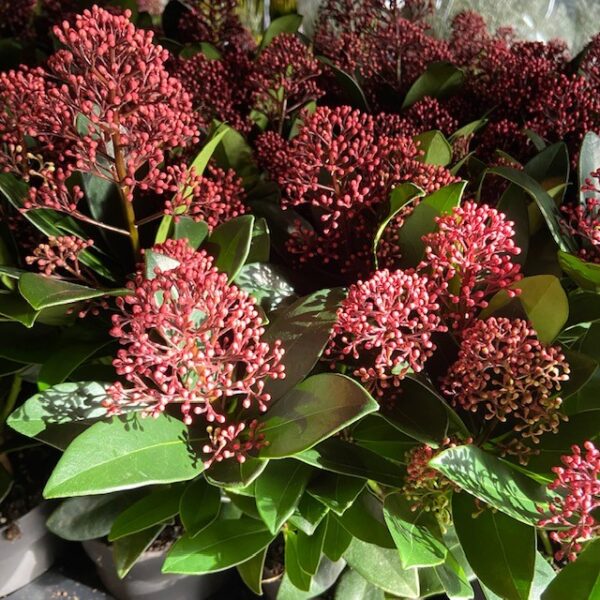 SKIMMIA RÖD K:13CM x8