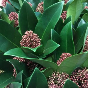 SKIMMIA KRUKA RÖD K:9/10CM x18