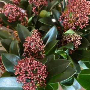 SKIMMIA KRUKA RÖD K:17CM x6