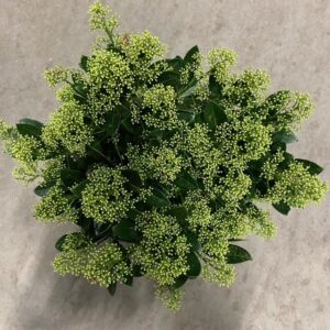 SKIMMIA KRUKA GRÖN K:23CM