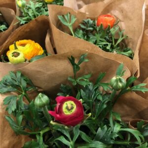 RANUNKEL KRUKA MIX x12