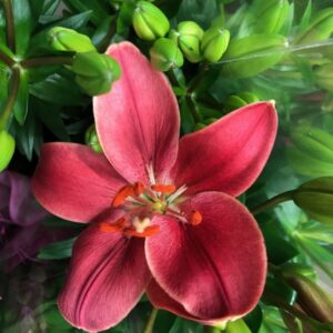 LILJA KRUKA ORIENTAL ROSA K:13CM x8