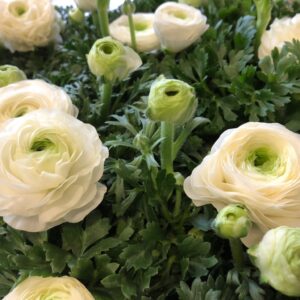 RANUNKEL KRUKA VIT x12