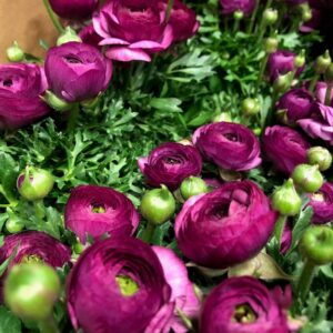 RANUNKEL KRUKA LILA x12