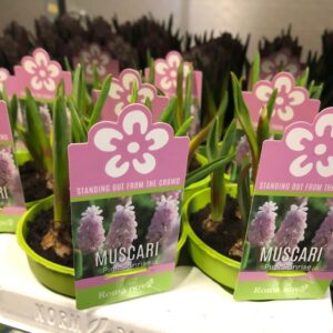 PÄRLHYACINT KRUKA ROSA K:9CM x18