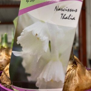 NARCISSUS THALIA K:11CM x14