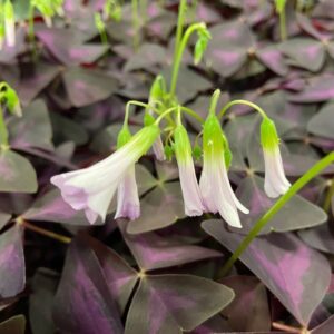 OXALIS TRIANGULARIS RÖD x8