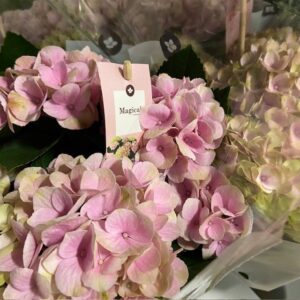 HORTENSIA MAGICAL ROSA K:12CM x6