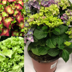 HORTENSIA UTE K:21CM
