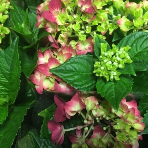 HORTENSIA RÖD K:13CM x6