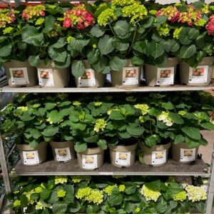 HORTENSIA UTE K:23CM
