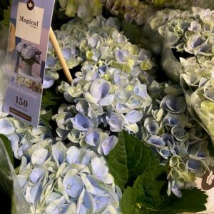 HORTENSIA MAGICAL BLÅ K:12CM x6